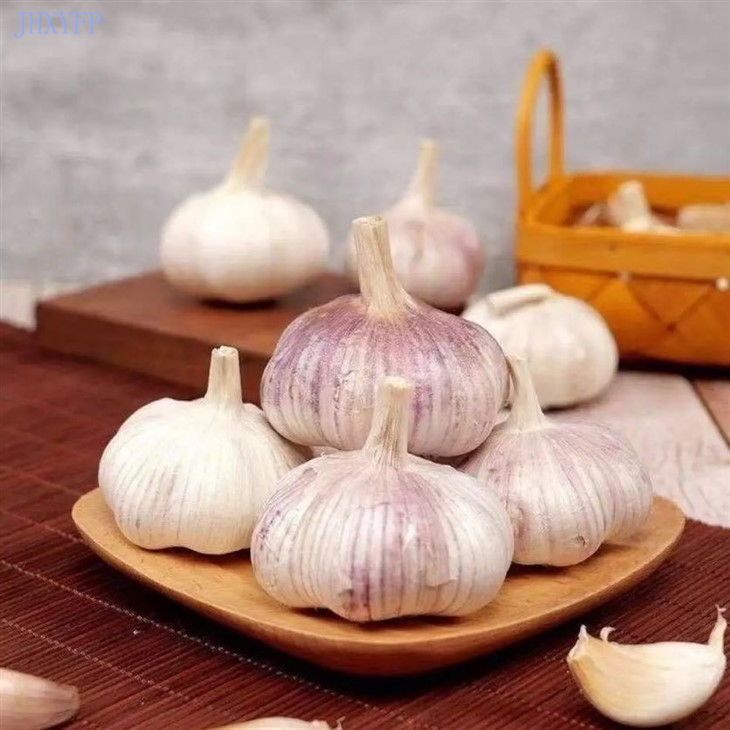 Large Bulb Purple Garlic
