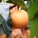 هل هناك أي ردود فعل تحسسية تجاه Nansui Pear؟